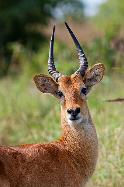 puku pictures|Puku Antelope Pictures, Images and Stock Photos.